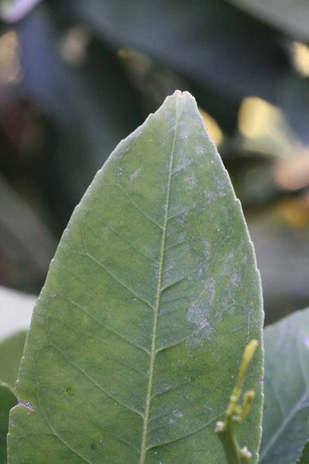              Margin (Riverside, CA)       